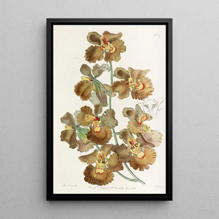 Sydenham Edwards - Curledflowered Oncidium.webp