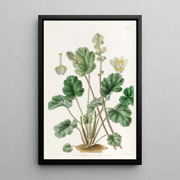 Sydenham Edwards - Cylindrical Heuchera.webp