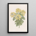 Cytise dalmate - Sydenham Edwards — gerahmtes Bild an der Wand