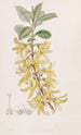 Forsythia dunkelgrün - Sydenham Edwards — Ansicht des Kunstwerks