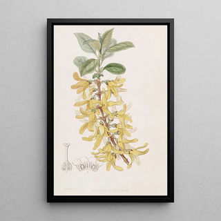 Sydenham Edwards - Dark Green Forsythia.webp
