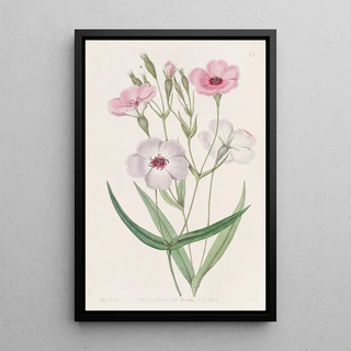 Sydenham Edwards - Darkeyed Viscaria.webp