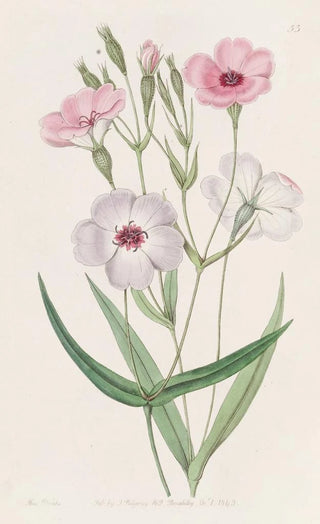 Sydenham Edwards - Darkeyed Viscaria.webp