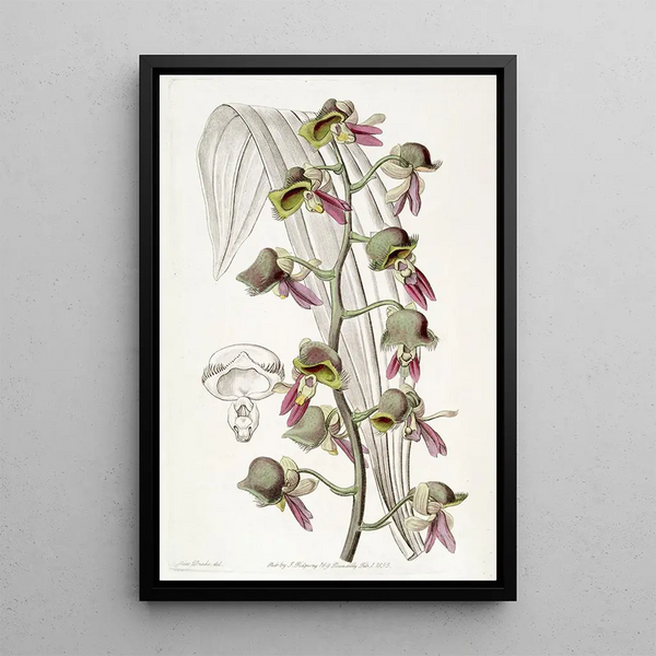 Fleur de moine terne - Sydenham Edwards — quadro incorniciato alla parete