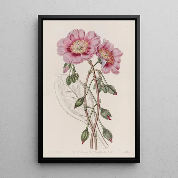 Calandrinia décolorée - Sydenham Edwards — quadro incorniciato alla parete