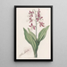 Fairbloom décoloré - Sydenham Edwards — quadro incorniciato alla parete