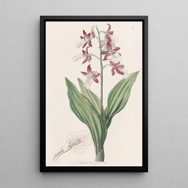 Fairbloom décoloré - Sydenham Edwards — quadro incorniciato alla parete