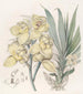 Mormodes luxées - Sydenham Edwards — artwork view