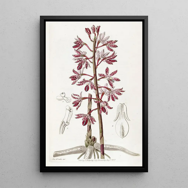 Dipodium tacheté - Sydenham Edwards — gerahmtes Bild an der Wand