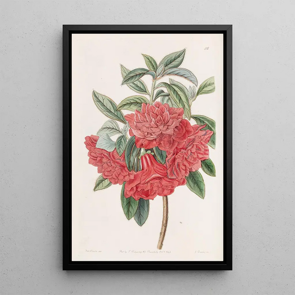 Azalée rouge double d'Inde - Sydenham Edwards — gerahmtes Bild an der Wand