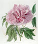 Pivoine arbustive frisée double rouge - Sydenham Edwards — Ansicht des Kunstwerks