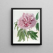 Pivoine arbustive frisée double rouge - Sydenham Edwards — gerahmtes Bild an der Wand