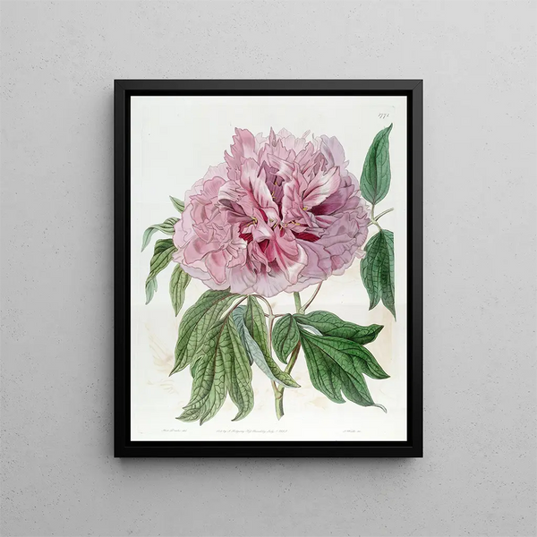 Sydenham Edwards - Doublered curled Tree Paeony.webp