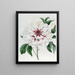 Pivoine arbustive doppia bianca - Sydenham Edwards — quadro incorniciato alla parete