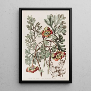 Sydenham Edwards - Douglas Californian Paeony.webp