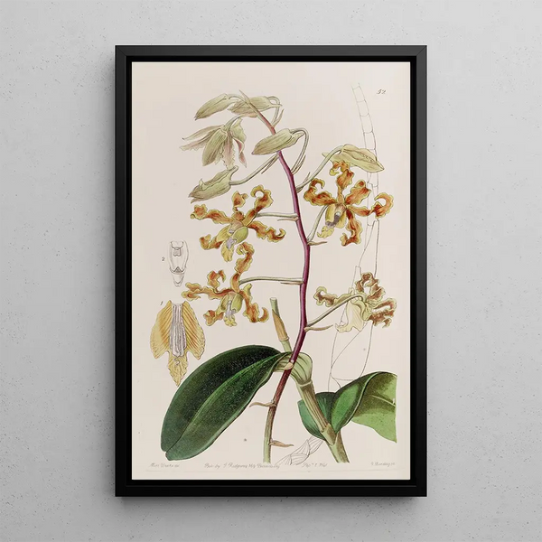 Dendrobium terne - Sydenham Edwards — gerahmtes Bild an der Wand
