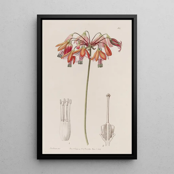 Bessera elegante - Sydenham Edwards — gerahmtes Bild an der Wand