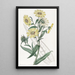 Elegant Madia Painting - Sydenham Edwards — framed artwork on a wall