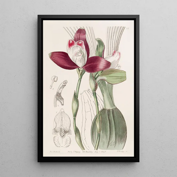 Lycaste à fleurs régulières - Sydenham Edwards — gerahmtes Bild an der Wand