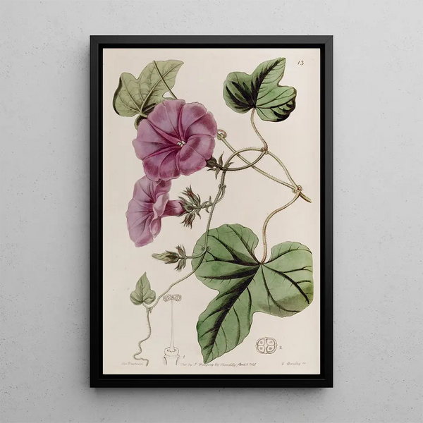 Ipomée à feuilles de figuier - Sydenham Edwards — gerahmtes Bild an der Wand