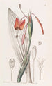 Tige raide couleur flamme - Sydenham Edwards — Ansicht des Kunstwerks
