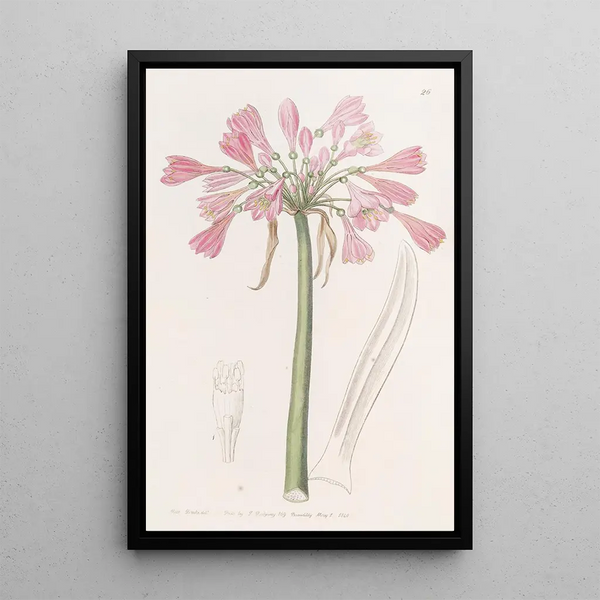 Calostemma Farbe Haut - Sydenham Edwards — gerahmtes Bild an der Wand