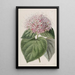 Clérodendron odorant - Sydenham Edwards — gerahmtes Bild an der Wand