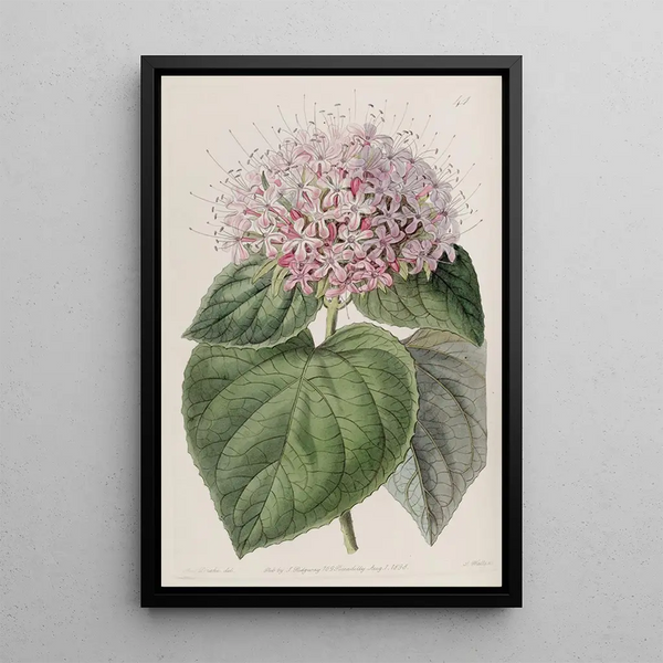 Clérodendron odorant - Sydenham Edwards — gerahmtes Bild an der Wand
