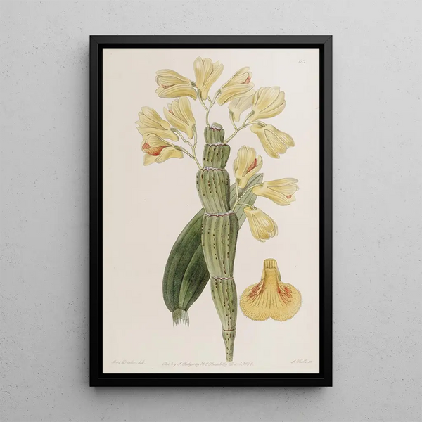 Dendrobium sillonné - Sydenham Edwards — gerahmtes Bild an der Wand