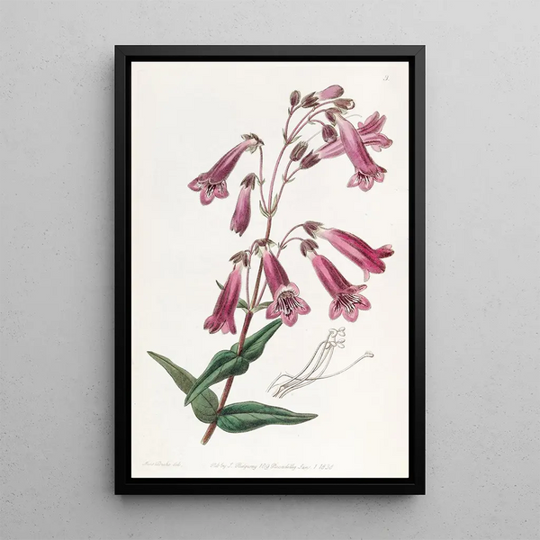 Pénstémon gentianacé - Sydenham Edwards — gerahmtes Bild an der Wand