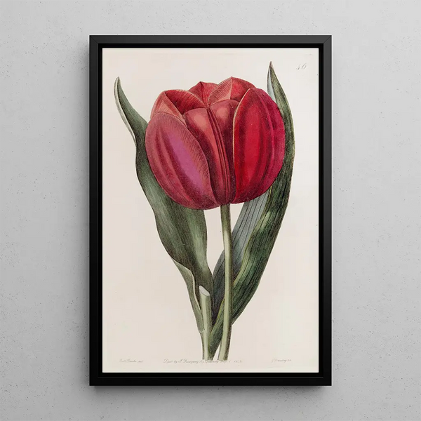 Tulpe von Gesner - Sydenham Edwards — gerahmtes Bild an der Wand