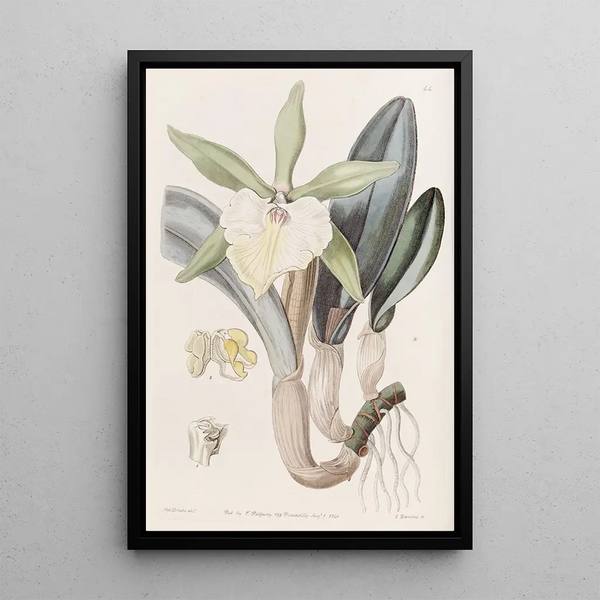 Brassavola glauque - Sydenham Edwards — gerahmtes Bild an der Wand