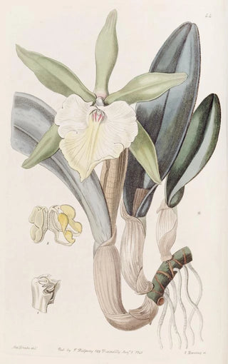 Sydenham Edwards - Glaucous Brasavola.webp