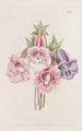 Gloxinia speciosa - Sydenham Edwards — Ansicht des Kunstwerks