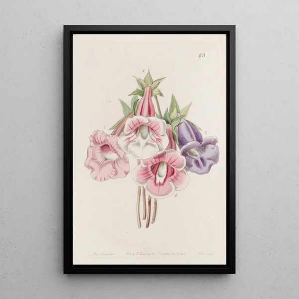 Gloxinia speciosa - Sydenham Edwards — gerahmtes Bild an der Wand