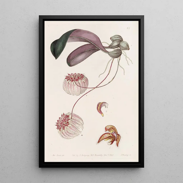 Cirrhopetalum à bord doré - Sydenham Edwards — gerahmtes Bild an der Wand