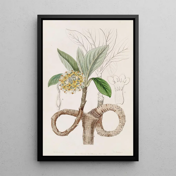 Edgeworthia dorée - Sydenham Edwards — gerahmtes Bild an der Wand