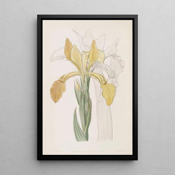 Iris doré - Sydenham Edwards — quadro incorniciato alla parete