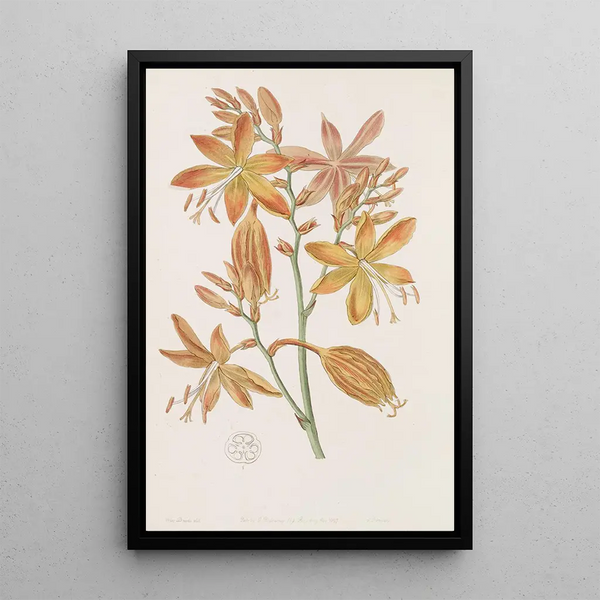 Tritonia dorée - Sydenham Edwards — quadro incorniciato alla parete