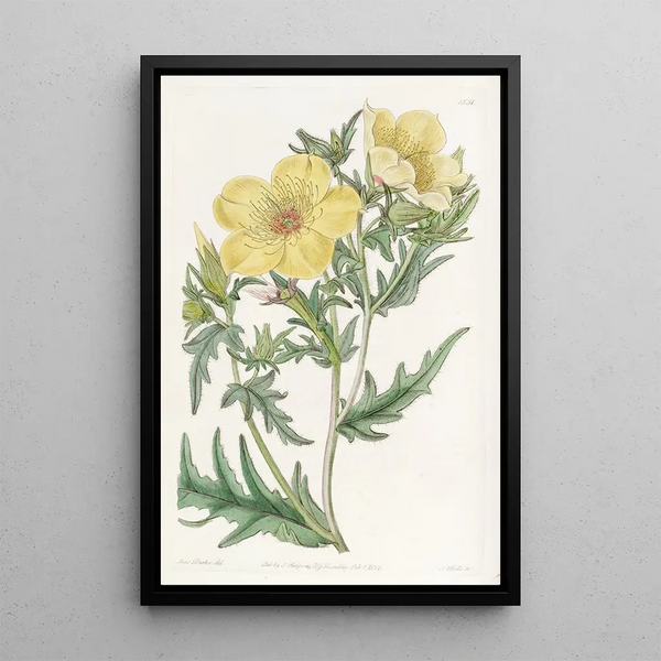 Bartonie a fiori dorati - Sydenham Edwards — quadro incorniciato alla parete