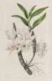 Dendrobium à fleurs dorées - Sydenham Edwards — vista dell’opera