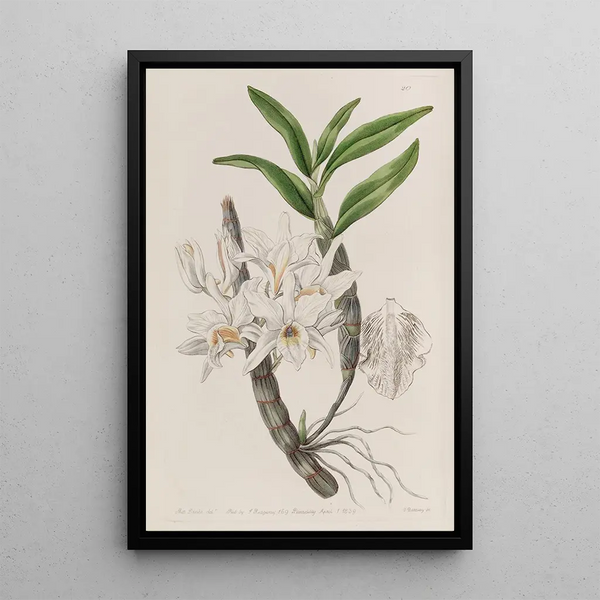 Dendrobium à fleurs dorées - Sydenham Edwards — quadro incorniciato alla parete