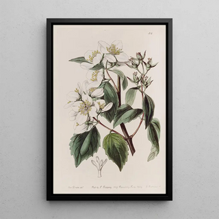 Sydenham Edwards - Gordons Philadelphus.webp