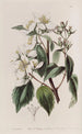 Philadelphus di Gordon - Sydenham Edwards — vista dell’opera