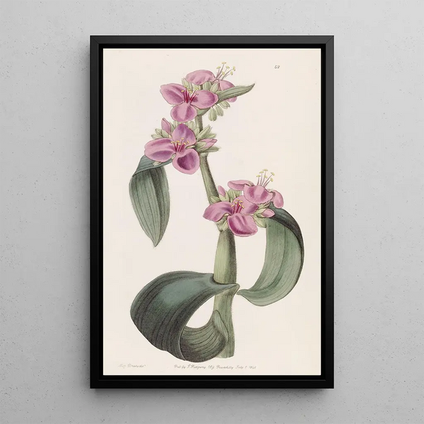 Tradescantia à jointures goutteuses - Sydenham Edwards — quadro incorniciato alla parete