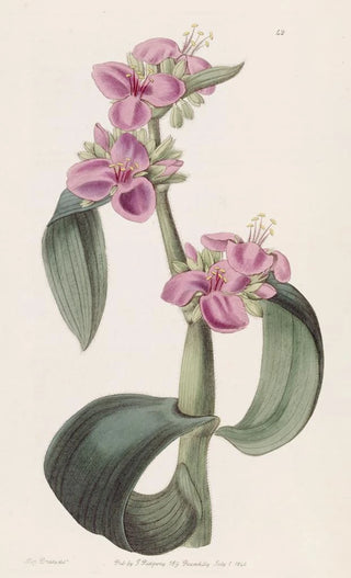 Sydenham Edwards - Goutyjointed Spiderwort.webp