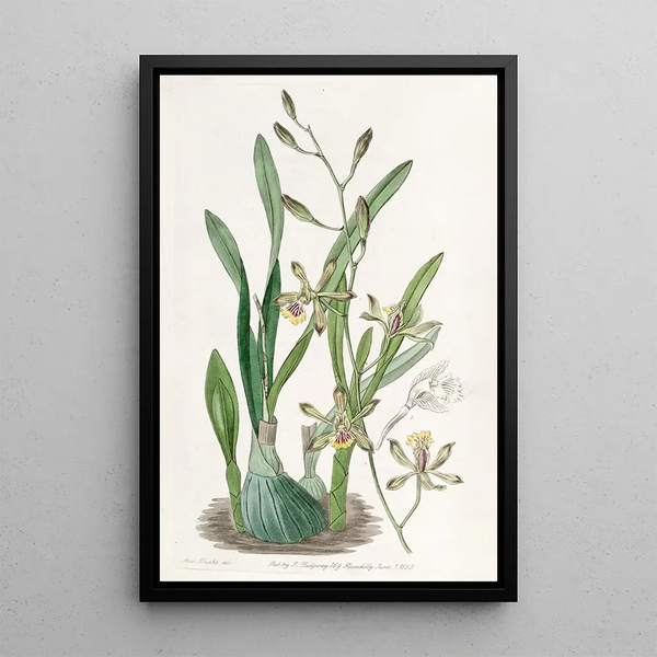Épidendrum gracieux - Sydenham Edwards — quadro incorniciato alla parete