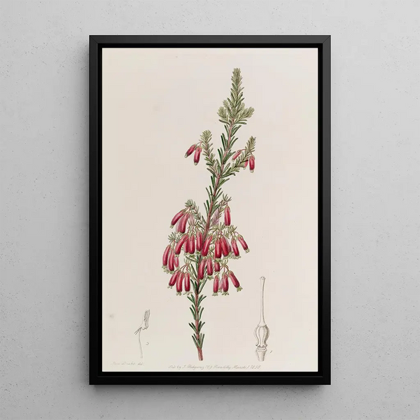 Bruyère a punte verdi - Sydenham Edwards — quadro incorniciato alla parete