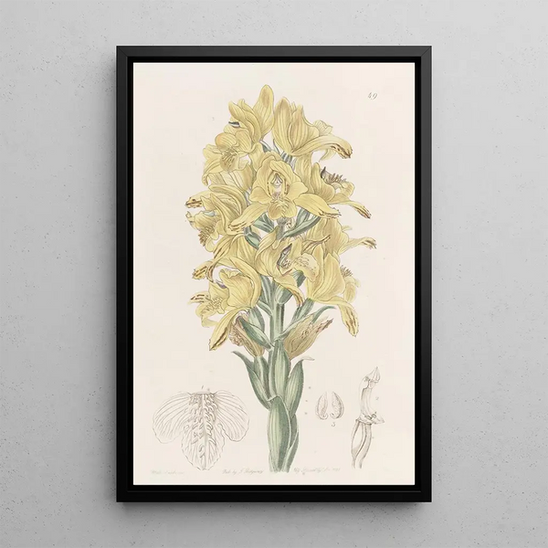 Chloraea à nervures vertes - Sydenham Edwards — quadro incorniciato alla parete
