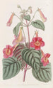 Achimène velue - Sydenham Edwards — Ansicht des Kunstwerks